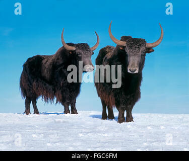 Domesticated Yak (Bos mutus). Pair of adults standing on snow. Germany Stock Photo
