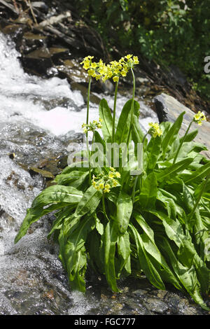 Primula luteola flowering in Tusheti, Georgia, endemic to parts of the High Caucasus Stock Photo
