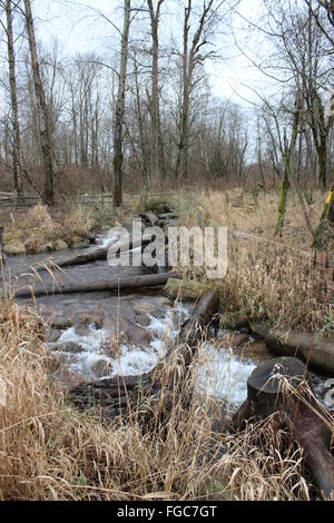 Creek through Forest Stock Photo