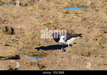 Oystercatcher (Haematopus ostralegus) adult in summer plumage foraging on the rocks of Filey Brigg in North Yorkshire. September Stock Photo