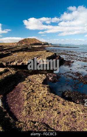 A view of Filey Brigg at low tide, from the end of the Brigg looking back towards the coast. Filey, North Yorkshire. September. Stock Photo