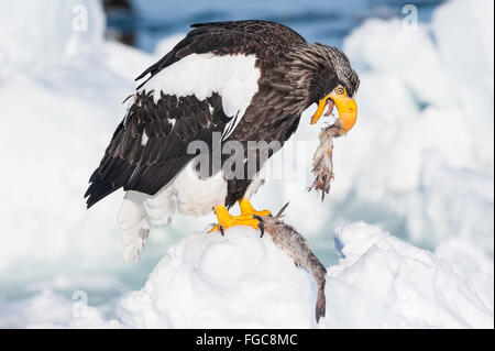 Steller's Sea Eagle, Haliaeetus pelagicus, eating fish, Rausu, offshore Hokkaido, Sea of Okhotsk, Japan Stock Photo