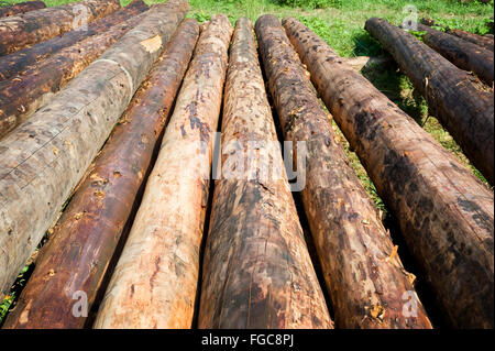 Logs For New Log Homes Stock Photo