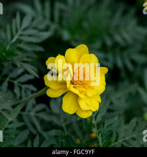 A yellow French Marigold, Tagetes patula, in a flower bed in Oklahoma, USA.Flowers often used as a spice in cuisine. Stock Photo