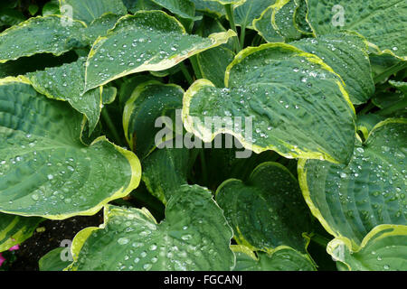 Hosta, or plantain lily with raindrops on the leave.  Hosta "parasol" variety or cultivar. Stock Photo