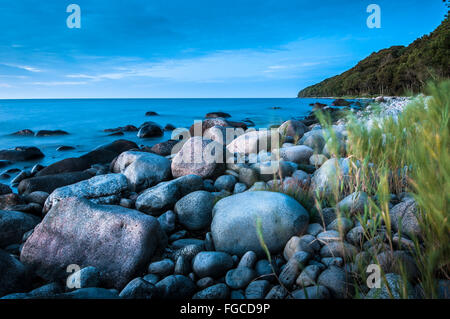Stony beach with reed and boulders in the evening, Baltic Sea, Jasmund National Park, Jasmund peninsula, Rügen Island Stock Photo