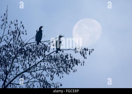 Two cormorants (Phalacrocorax carbo) on a hazel tree (Corylus avellana), at full moon, Hesse, Germany Stock Photo