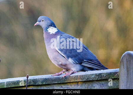 19th February 2016. UK weather. A Woodpigeon (Columba palumbus) perches on a fence in the early morning frost in East Sussex, UK Credit:  Ed Brown/Alamy Live News Stock Photo