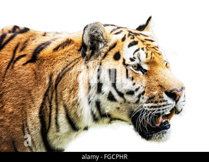 Siberian tiger - Panthera tigris altaica - also known as the Amur tiger, is a tiger subspecies inhabiting mainly the Sikhote Ali Stock Photo