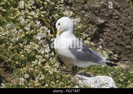 Black-legged Kittiwake (Rissa tridactyla) adult, breeding plumage, preening, standing on rock amongst Sea Campion (Silene uniflora) flowers, St. Abb's Head National Nature Reserve, Berwickshire, Scottish Borders, Scotland, May Stock Photo