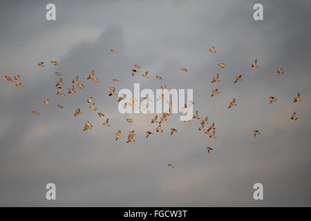 Eurasian Linnet (Linaria cannabina) flock, in flight, Norfolk, England, January Stock Photo