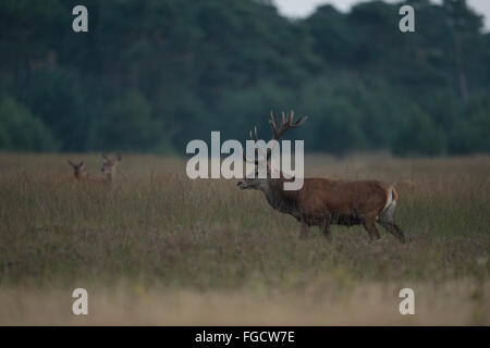 Red Deer ( Cervus elaphus ), stag with two hinds, at dusk, stands in wide open grassland, typical habitat, beginning o Stock Photo