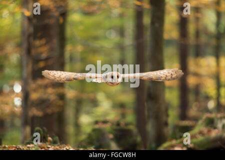 Barn Owl / Schleiereule ( Tyto alba ), adult, in gliding flight through an autumnal colored broad-leaved forest, silent hunter. Stock Photo