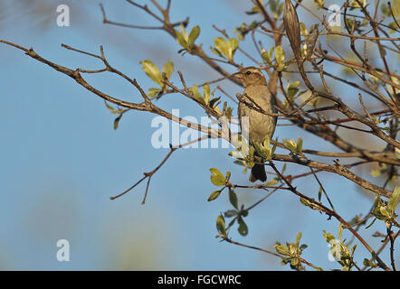 Yellow-throated Petronia (Petronia superciliaris bororensis) adult, perched on twig, Kruger N.P., Great Limpopo Transfrontier Park, South Africa, November Stock Photo