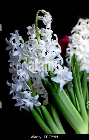 Branches fresh white hyacinths on dark background Stock Photo