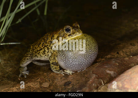 Eastern Olive Toad (Amietophrynus garmani) adult male, calling with throat sac inflated, in shallow water, Lusaka, Zambia, November Stock Photo