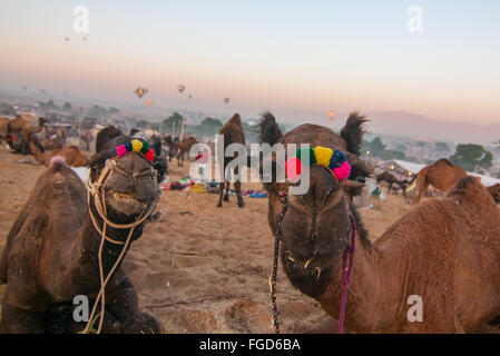 Camels lookig at the camera at Pushkar camel fair, Rajasthan, India Stock Photo