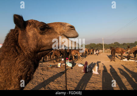 Camels at Pushkar camel fair, Rajasthan, India Stock Photo