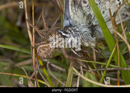 Crab Spider (Xysticus cristatus) adult, with Chalkhill Blue (Lysandra coridon) prey, at Iron Age hillfort, Warham Camp, Warham, Stock Photo