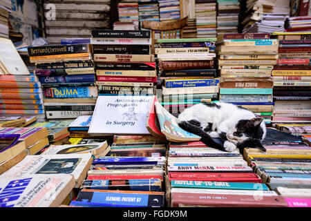 Black and white cat sleeping on top of a pile of books. Stock Photo