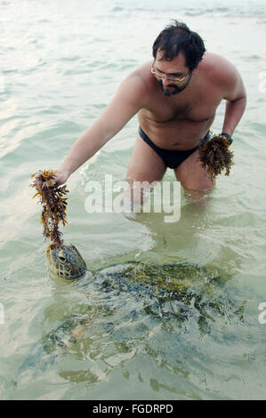 Man feeds on algae green sea turtle, green turtle, black sea turtle, or Pacific green turtle (Chelonia mydas) Stock Photo