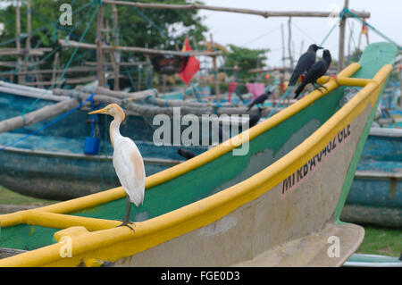 March 1, 2016 - little egret (Egretta garzetta) sitting on a ...