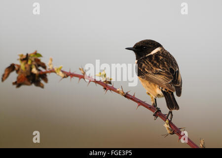 European Stonechat / Schwarzkehlchen ( Saxicola torquata ), male, breeding dress, perched on blackberry tendrils in last light. Stock Photo