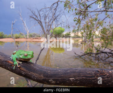 Australian Green Tree Frog (Litoria caerulea) on a branch, with a wetland in the background, Queensland, Australia Stock Photo