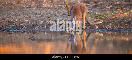 Young male Red Kangaroo (Macropus rufus) drinking from a billabong in in outback Queensland, Australia Stock Photo