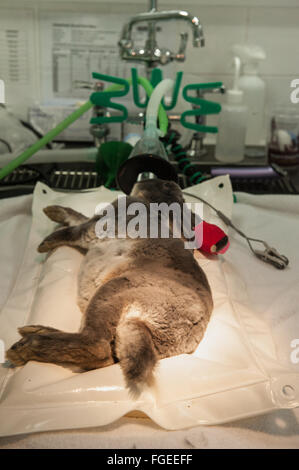 Rabbit Care post surgery Stock Photo - Alamy