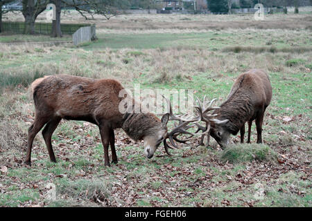Two large male stag red deer locking antlers in a play fight in Bushy Park, near Kingston, UK.