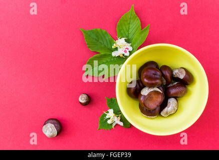 Chestnuts in yellow bowl with leaves and flowers on red background Stock Photo