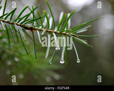 Rain drops on pine needles, UK Stock Photo