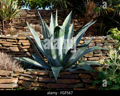 Aloe Vera plant (Aloe vera (L.) Burm.f.) Cornwall, UK Stock Photo