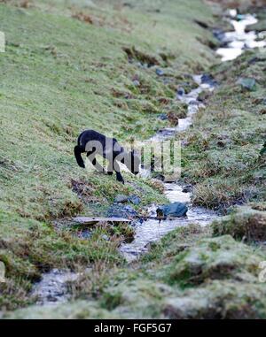 New Spring Herdwick Lamb at the water Stock Photo