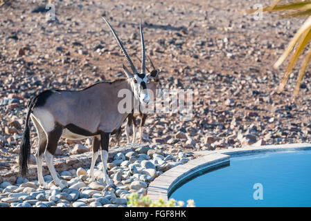 Gemsbok wanting to drink from a lodge swimming pool in the Namib Desert Stock Photo