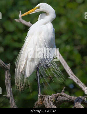 Great Egret in breeding plumage Stock Photo