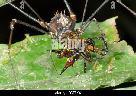 Giant tropical harvestman (Phalangid) feeding on a spiny spider (Micranthena sp.) in the rainforest, Pastaza province, Ecuador Stock Photo