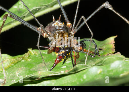 Giant tropical harvestman (Phalangid) feeding on a spiny spider (Micranthena sp.) in the rainforest, Pastaza province, Ecuador Stock Photo