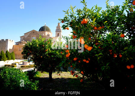 Ripe orange tree and the Cistercian Monastery of Saint Mary of Valldigna in Simat Spain Stock Photo