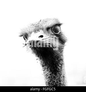common ostrich head