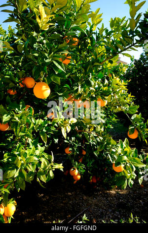 Ripe oranges on an orange tree in Spain Stock Photo