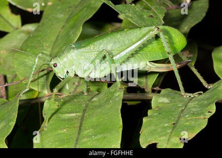 A very large green bush cricket  in the rainforest, Pastaza province,Ecuador. A female with a curved ovopositor Stock Photo