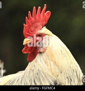 bantam cockerel rooster Stock Photo