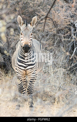 Hartmann's mountain zebra in Okonjima Nature Reserve, Namibia, Africa Stock Photo