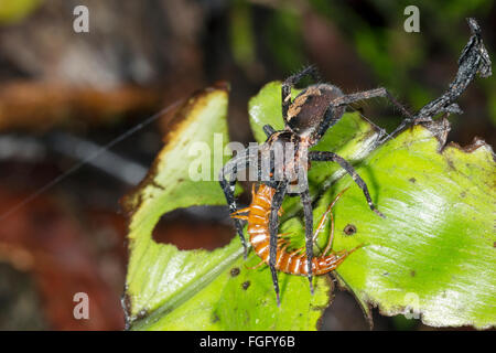 A large wandering spider (family Ctenidae) feeding on a centipede in the rainforest understory, Pastaza province, Ecuador Stock Photo
