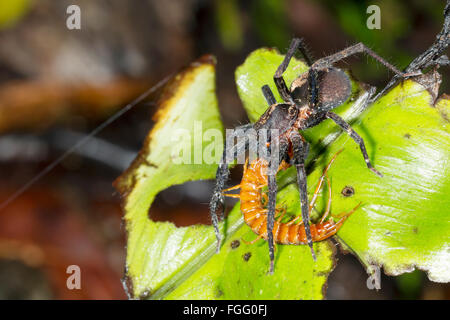A large wandering spider (family Ctenidae) feeding on a centipede in the rainforest understory, Pastaza province, Ecuador Stock Photo