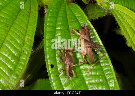 Two bush crickets, a male and a female resting together on a leaf in the rainforest understory in Pastaza province, Ecuador Stock Photo