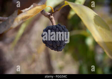 Rotten custard apple on a tree. Stock Photo