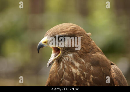 Common Buzzard with open gape looking to left, head and shoulders Stock Photo